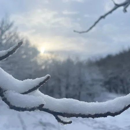 De Duinweg: Direct Aan Duin En Bos 木屋