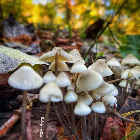 De Duinweg: Direct Aan Duin En Bos