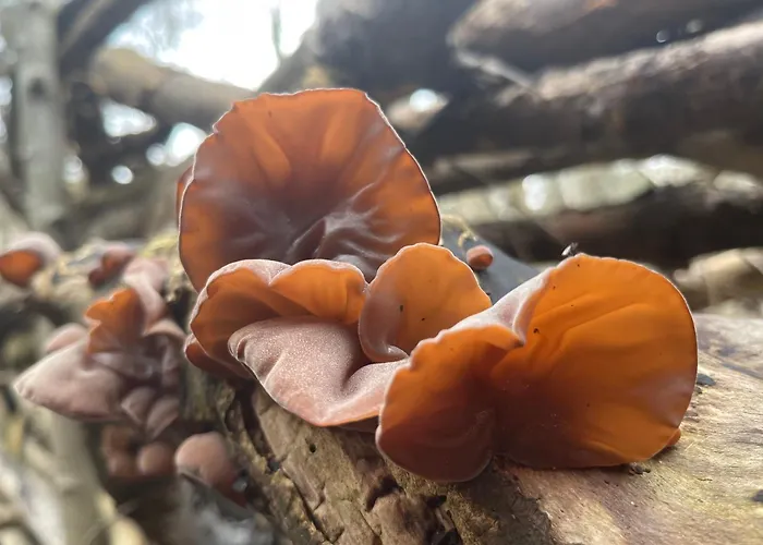 De Duinweg: Direct Aan Duin En Bos 샬레 노르트베이크