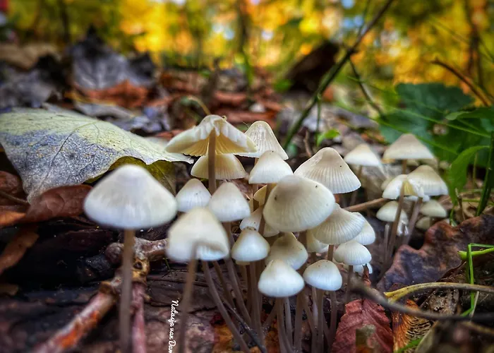 De Duinweg: Direct Aan Duin En Bos