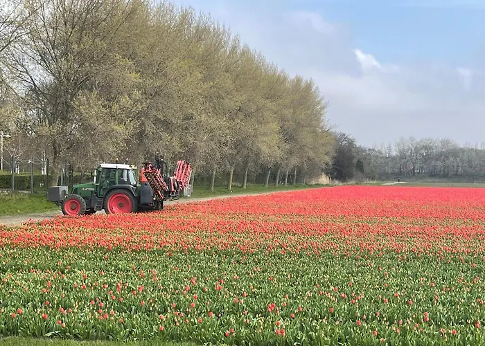 De Duinweg: Direct Aan Duin En Bos Noordwijk