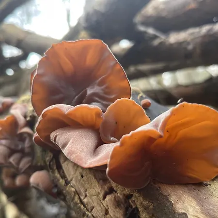 De Duinweg: Direct Aan Duin En Bos Chalet Noordwijk